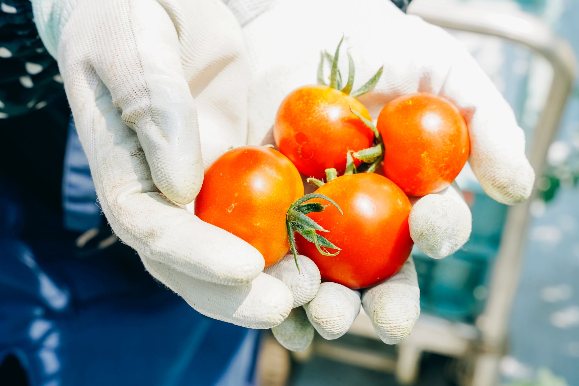 はじめまして。<br>朝どれ野菜のベジバリーです🍅