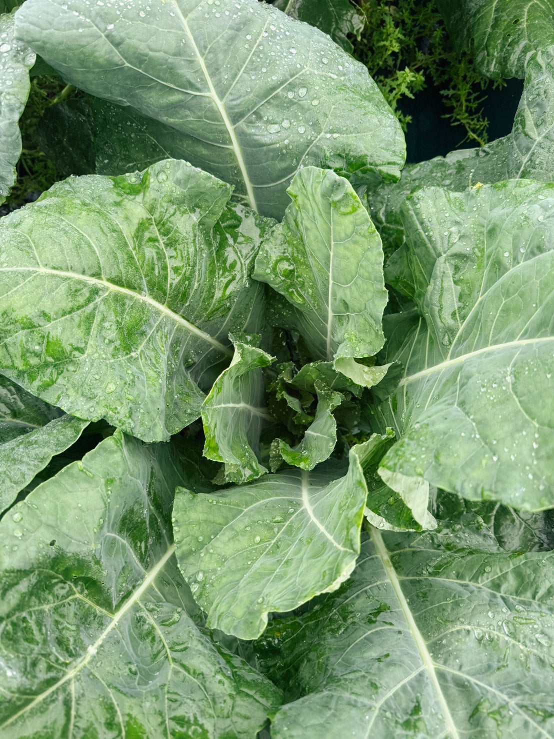 おまかせパック